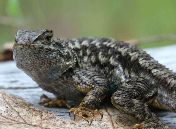 Fence Lizard